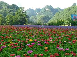 湖南屋脊壺瓶山花海90畝